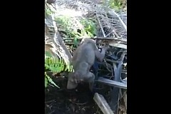 Malaisie : Des manœuvres découvrent une étrange créature qui traverse leur une plantation Malaisie : Des manœuvres découvrent une étrange créature qui traverse leur une plantation