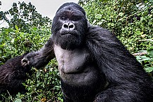Rwanda: Il photographie le gorille qui s'apprête à le tabasser