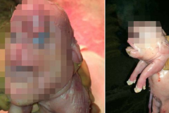 (photos) Chine: Naissance d’un cochon « mutant » 