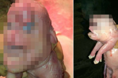 (photos) Chine: Naissance d’un cochon « mutant » (photos) Chine: Naissance d’un cochon « mutant »