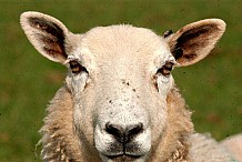 Des moutons utilisés comme relais WI-FI pour connecter les campagnes galloises à internet