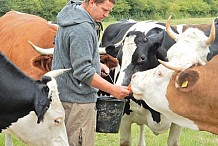 Ils font des câlins à leurs vaches et ça change tout !