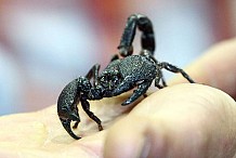 Etats-Unis: En plein vol, elle se fait piquer par un scorpion