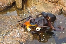 (Vidéo)  Une pieuvre surgit de l'eau pour s'attaquer à un crabe imprudent