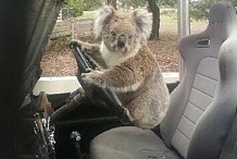 Un koala au volant d’une voiture en Australie