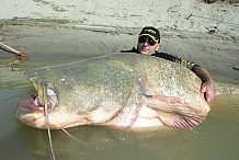 (Photos) Italie: Deux pêcheurs attrapent un poisson-chat de 127 kg