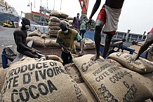 La hausse du prix au producteur de cacao redirige les agriculteurs vers les engrais