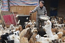 Chine: Cinq retraitées nourrissent à elles seules et chaque jour 1300 chiens
