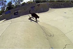 (Vidéos) Didga le chat skateur