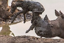 (Photos) Un rhinocéros secourt un bébé zèbre coincé dans la boue