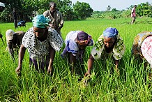 Agriculture : Bientôt deux centres de formation agricole pour ''moderniser les pratiques agricoles''