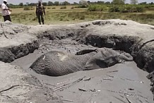 (Vidéo) Le sauvetage d’un éléphant coincé dans une mare de boue