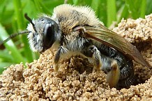 Viêt Nam: Des abeilles attaquent les passagers d’un bus après que l’un d’entre eux urine sur leur nid