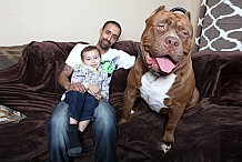 (Vidéo) Hulk, 80 kilos, le pitbull le plus gros au monde