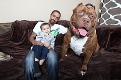 (Vidéo) Hulk, 80 kilos, le pitbull le plus gros au monde (Vidéo) Hulk, 80 kilos, le pitbull le plus gros au monde