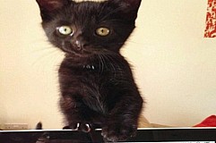 Il offre 14.000 euros à qui retrouvera l'assassin du chaton Il offre 14.000 euros à qui retrouvera l'assassin du chaton
