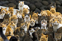 (Vidéo) Japon: AOSHIMA est considérée comme l'île aux chats