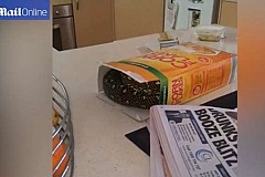 Australie: Il tombe nez à nez avec un serpent en ouvrant sa boîte de céréales Australie: Il tombe nez à nez avec un serpent en ouvrant sa boîte de céréales
