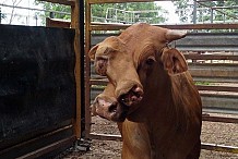Un bœuf à deux têtes vendu aux enchères en Australie