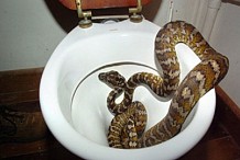 Ghana: Un homme mordu par un serpent sur sa partie génitale dans les toilettes publiques