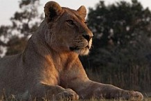 (Vidéo) Afrique du Sud : Une lionne ouvre la portière d'une voiture