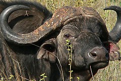 Un buffle sème la panique à Manille