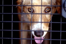 Philippines: treize personnes soignées après avoir mangé du chien enragé