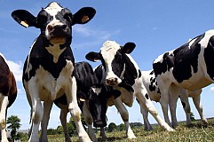 Suisse: Un radar confond avions ennemis... et vaches Suisse: Un radar confond avions ennemis... et vaches