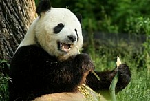 Mordu à la jambe par un panda, un Chinois reçoit plus de 80.000 euros de dommages et intérêts