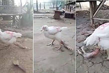 (Vidéo) Thaïlande: Un poulet possède 4 pattes