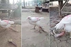 (Vidéo) Thaïlande: Un poulet possède 4 pattes