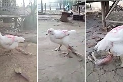 (Vidéo) Thaïlande: Un poulet possède 4 pattes (Vidéo) Thaïlande: Un poulet possède 4 pattes