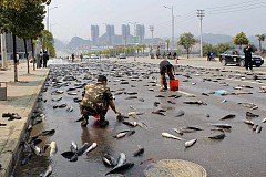 Chine: Un Camion a perdu son chargement de poissons