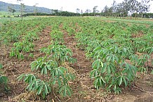 La Côte d'Ivoire veut accroître sa production de manioc