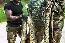 Nigéria: Un énorme python tué par les soldats nigérians
