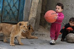  (photos) Dans sa maison de la bande de Gaza, un homme élève deux lionceaux avec ses enfants