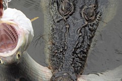 Australie: Le pêcheur remonte un poisson... et un crocodile