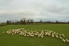 (Vidéo) Irlande : il dirige son troupeau de moutons à l'aide d'un drone