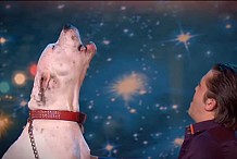 (Vidéo) Belgique : un chien «chante» du Whitney Houston à la télévision