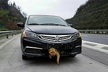 Chine: Un chien survit à un voyage de 400 km coincé dans le pare-choc d’une voiture