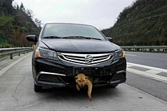 Chine: Un chien survit à un voyage de 400 km coincé dans le pare-choc d’une voiture Chine: Un chien survit à un voyage de 400 km coincé dans le pare-choc d’une voiture
