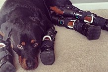 (Photos) Brutus : Le rottweiler aux pattes amputées qui réapprend à marcher