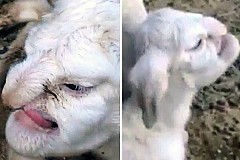 (Photos et Vidéo ) Un Agneau né avec un visage humain terrifie un village.
