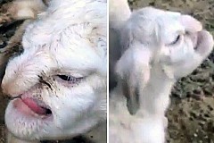 (Photos et Vidéo ) Un Agneau né avec un visage humain terrifie un village. (Photos et Vidéo ) Un Agneau né avec un visage humain terrifie un village.