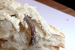 Elle découvre une queue de rat dans son sandwich
