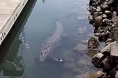 (Vidéo) Ce crocodile n'a laissé aucune chance à un chien
