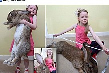 Angleterre: Le plus gros lapin du monde bientôt détrôné par son fils