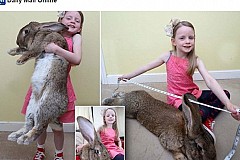Angleterre: Le plus gros lapin du monde bientôt détrôné par son fils Angleterre: Le plus gros lapin du monde bientôt détrôné par son fils