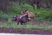 (Vidéo) Afrique du sud: Une hippopotame poursuit la lionne qui menaçait son petit
