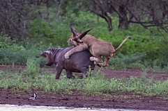 (Vidéo) Afrique du sud: Une hippopotame poursuit la lionne qui menaçait son petit (Vidéo) Afrique du sud: Une hippopotame poursuit la lionne qui menaçait son petit